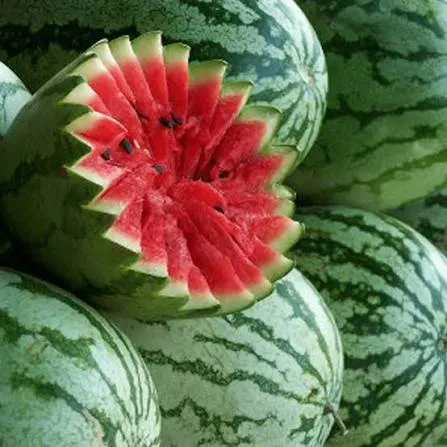 [625] SANDIA JUBILEE (LIBRA)
