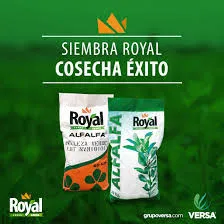 [225] SEMILLA ALFALFA ROYAL TEEN