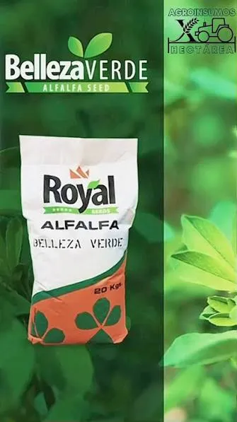 [227] SEMILLA DE ALFALFA BELLEZA VERDE